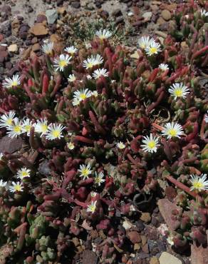 Fotografia 18 da espécie Mesembryanthemum nodiflorum no Jardim Botânico UTAD