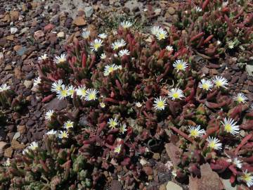 Fotografia da espécie Mesembryanthemum nodiflorum