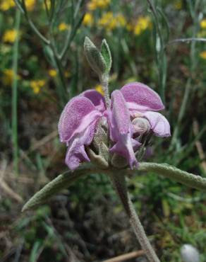 Fotografia 9 da espécie Phlomis purpurea no Jardim Botânico UTAD