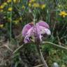 Fotografia 9 da espécie Phlomis purpurea do Jardim Botânico UTAD