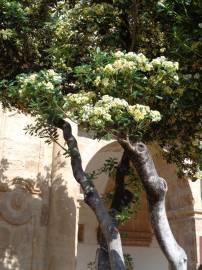 Fotografia da espécie Pittosporum tobira