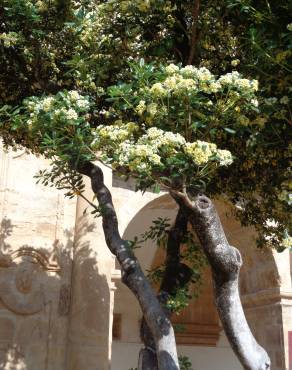 Fotografia 14 da espécie Pittosporum tobira no Jardim Botânico UTAD