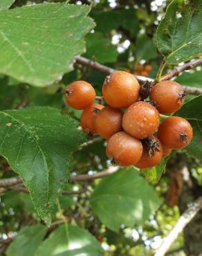 Fotografia 12 da espécie Karpatiosorbus latifolia no Jardim Botânico UTAD