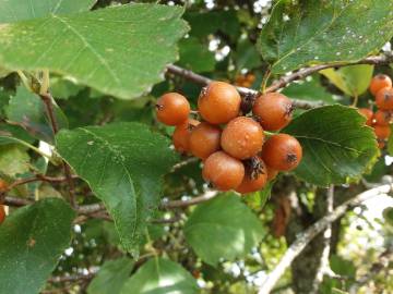 Fotografia da espécie Karpatiosorbus latifolia