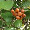 Fotografia 12 da espécie Karpatiosorbus latifolia do Jardim Botânico UTAD