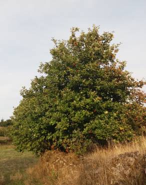 Fotografia 13 da espécie Karpatiosorbus latifolia no Jardim Botânico UTAD