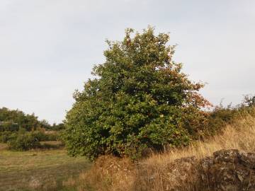 Fotografia da espécie Sorbus latifolia