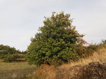 Fotografia da espécie Karpatiosorbus latifolia