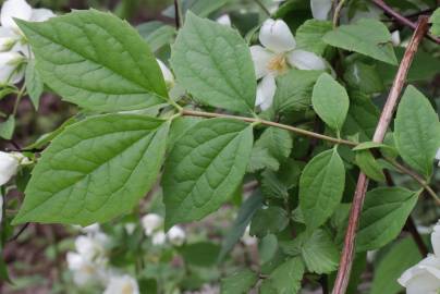 Fotografia da espécie Philadelphus coronarius