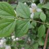 Fotografia 17 da espécie Philadelphus coronarius do Jardim Botânico UTAD