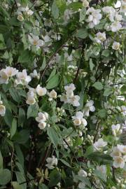 Fotografia da espécie Philadelphus coronarius