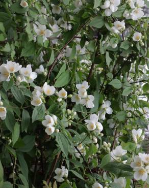 Fotografia 18 da espécie Philadelphus coronarius no Jardim Botânico UTAD