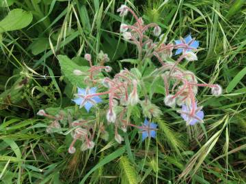 Fotografia da espécie Borago officinalis