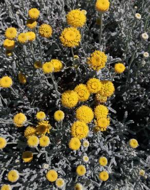 Fotografia 15 da espécie Santolina chamaecyparissus subesp. chamaecyparissus no Jardim Botânico UTAD