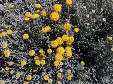 Fotografia da espécie Santolina chamaecyparissus subesp. chamaecyparissus