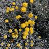 Fotografia 15 da espécie Santolina chamaecyparissus subesp. chamaecyparissus do Jardim Botânico UTAD