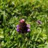 Fotografia 33 da espécie Prunella vulgaris do Jardim Botânico UTAD