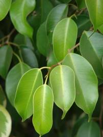 Fotografia da espécie Ficus benjamina