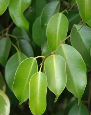 Fotografia 1 da espécie Ficus benjamina no Jardim Botânico UTAD