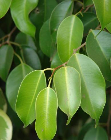 Fotografia de capa Ficus benjamina - do Jardim Botânico