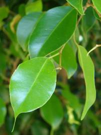 Fotografia da espécie Ficus benjamina