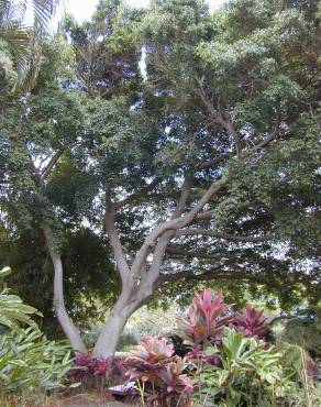 Fotografia 3 da espécie Ficus benjamina no Jardim Botânico UTAD