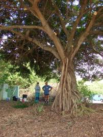 Fotografia da espécie Ficus benjamina