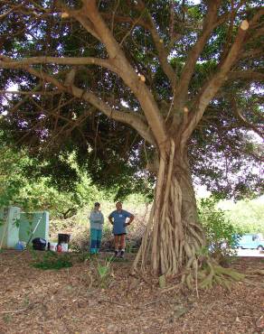 Fotografia 5 da espécie Ficus benjamina no Jardim Botânico UTAD