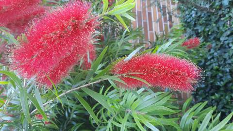 Fotografia da espécie Callistemon speciosus