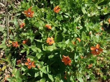 Fotografia da espécie Anagallis arvensis subesp. arvensis