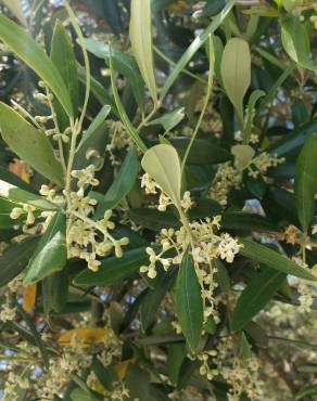 Fotografia 11 da espécie Olea europaea subesp. europaea var. sylvestris no Jardim Botânico UTAD