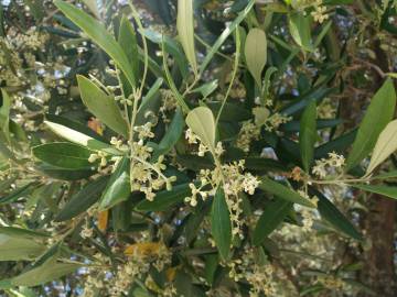 Fotografia da espécie Olea europaea subesp. europaea var. sylvestris