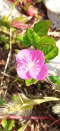 Fotografia da espécie Oenothera rosea