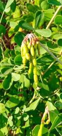 Fotografia da espécie Coronilla glauca