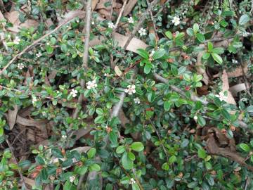 Fotografia da espécie Cotoneaster microphyllus