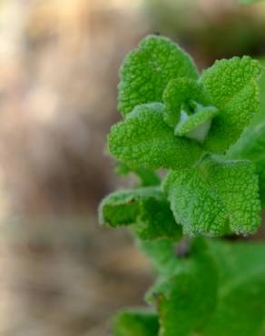 Fotografia 34 da espécie Mentha suaveolens no Jardim Botânico UTAD