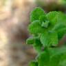 Fotografia 34 da espécie Mentha suaveolens do Jardim Botânico UTAD