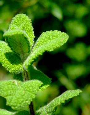 Fotografia 35 da espécie Mentha suaveolens no Jardim Botânico UTAD