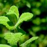 Fotografia 35 da espécie Mentha suaveolens do Jardim Botânico UTAD