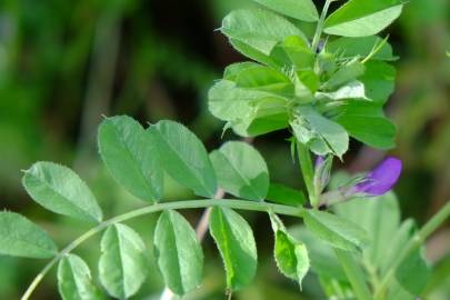 Fotografia da espécie Vicia sativa subesp. nigra