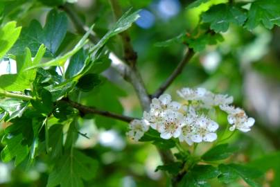 Fotografia da espécie Crataegus monogyna