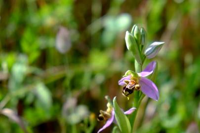 Fotografia da espécie Ophrys apifera