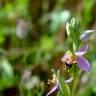 Fotografia 21 da espécie Ophrys apifera do Jardim Botânico UTAD