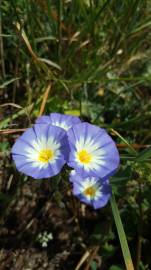 Fotografia da espécie Convolvulus tricolor subesp. tricolor