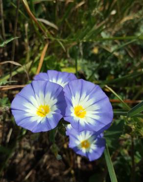 Fotografia 10 da espécie Convolvulus tricolor subesp. tricolor no Jardim Botânico UTAD