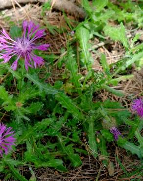 Fotografia 11 da espécie Centaurea sphaerocephala subesp. lusitanica no Jardim Botânico UTAD