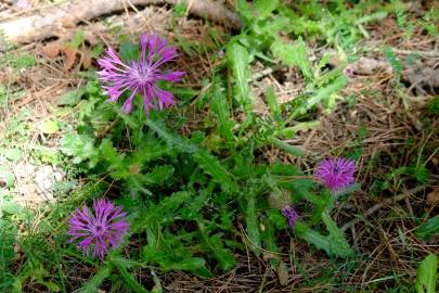 Fotografia da espécie Centaurea sphaerocephala subesp. lusitanica