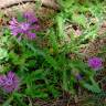 Fotografia 11 da espécie Centaurea sphaerocephala subesp. lusitanica do Jardim Botânico UTAD