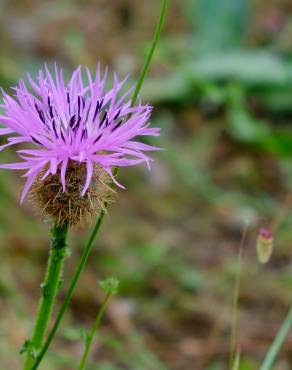 Fotografia 12 da espécie Centaurea sphaerocephala subesp. lusitanica no Jardim Botânico UTAD