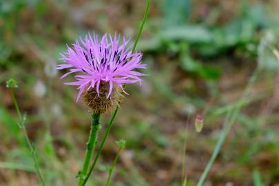 Fotografia da espécie Centaurea sphaerocephala subesp. lusitanica